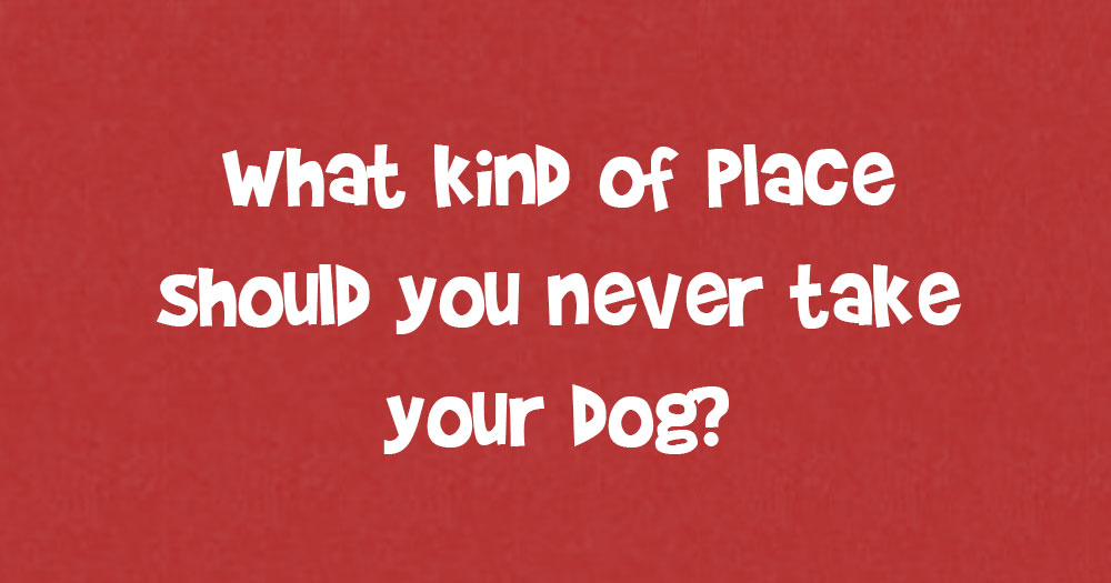 What Kind Of Place Should You Never Take Your Dog?