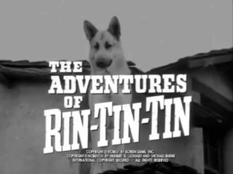 Rin Tin TIn