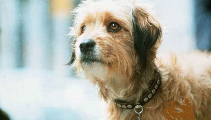 Can You Guess All these Classic Celebrity Dogs?