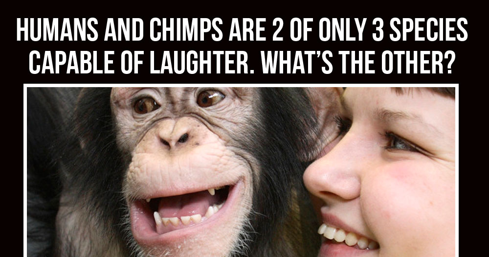 What Species Apart from Humans and Chimps are Capable of Laughter?