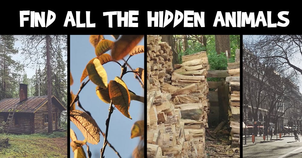 Can You Find the 5 Hidden Animals?