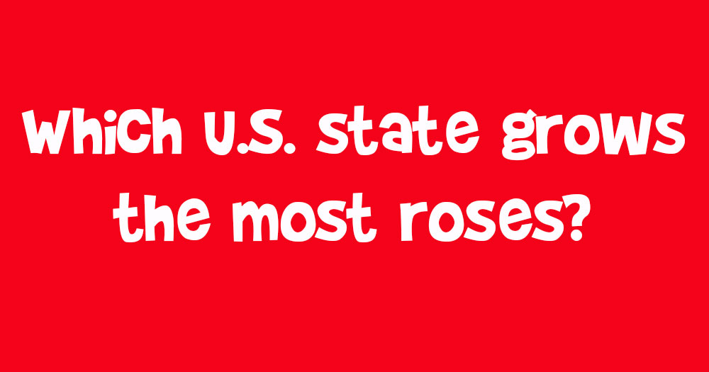 Can You Pass Our Valentine’s Day Trivia?