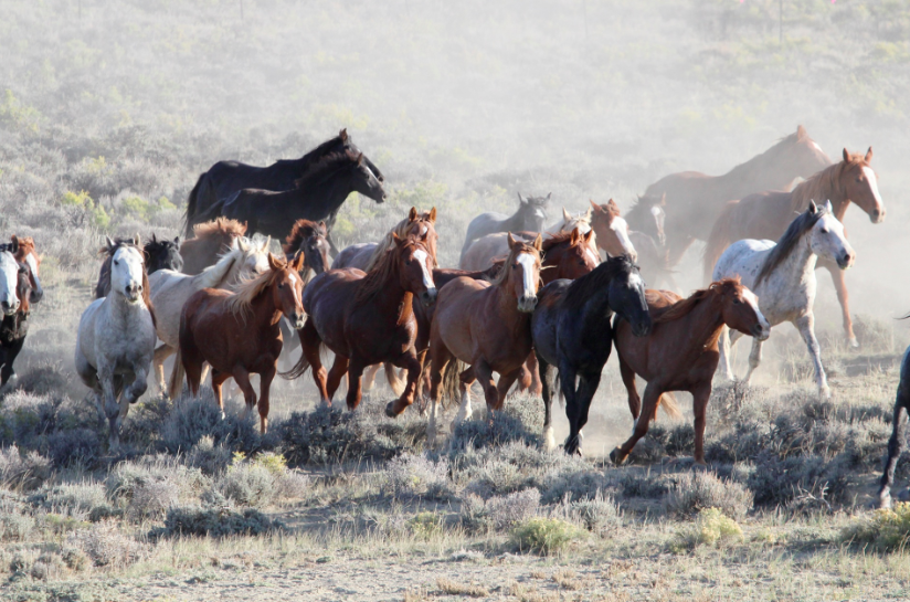 horses