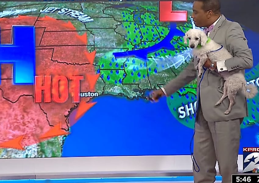 dog weather man