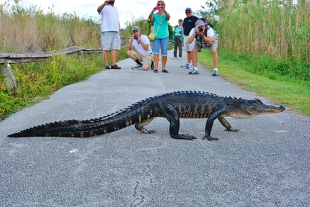 alligator