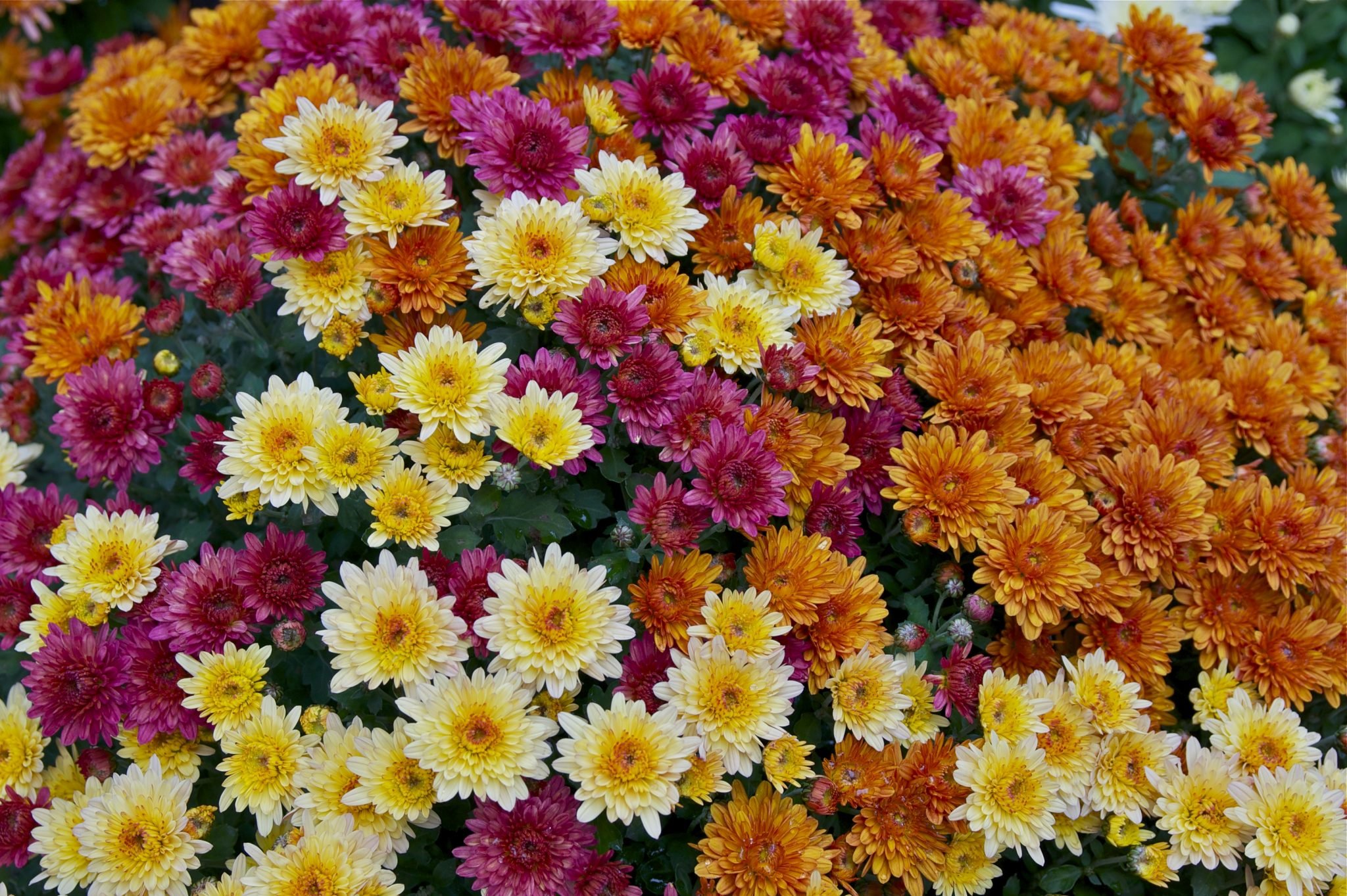 chrysanthemum