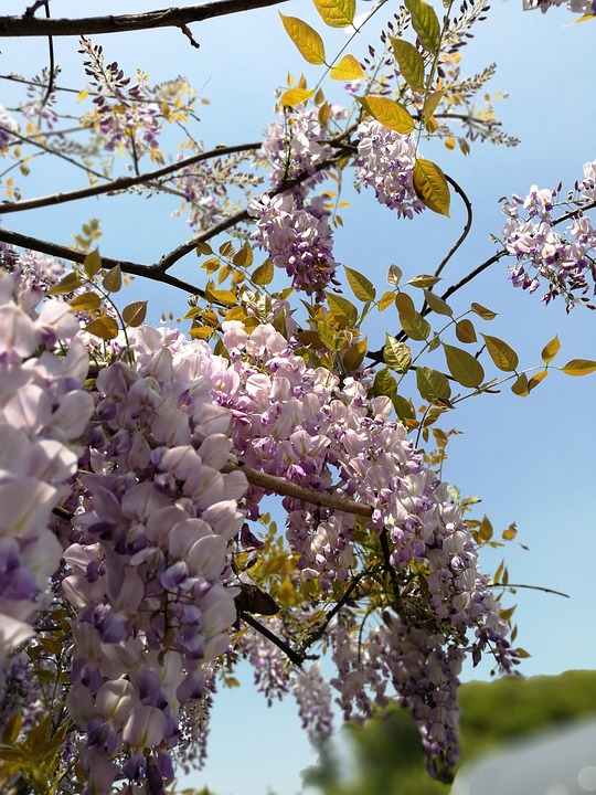 wisteria 