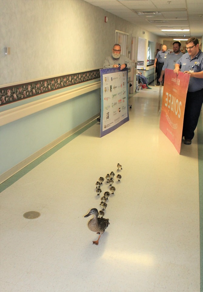 duck parade 