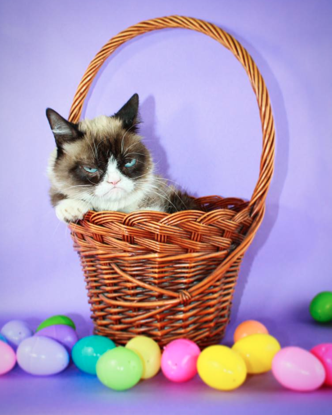 Grumpy Cat on Easter 2019