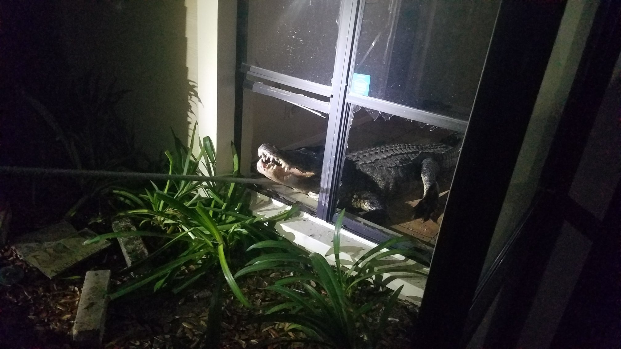 Gator breaking into Florida home 