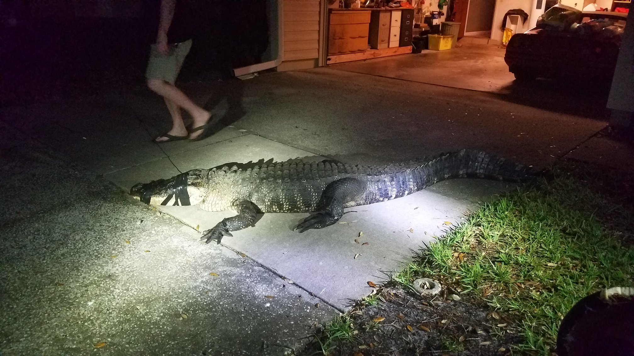 Gator breaking into Florida home