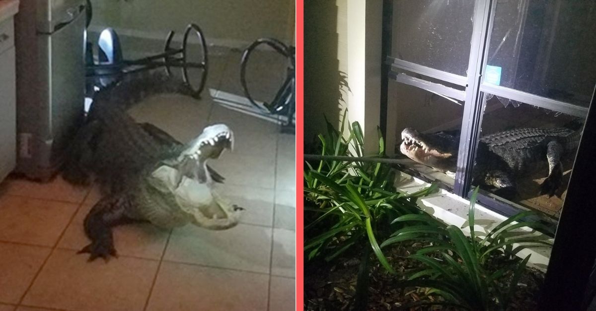 11 foot gator breaks into florida home