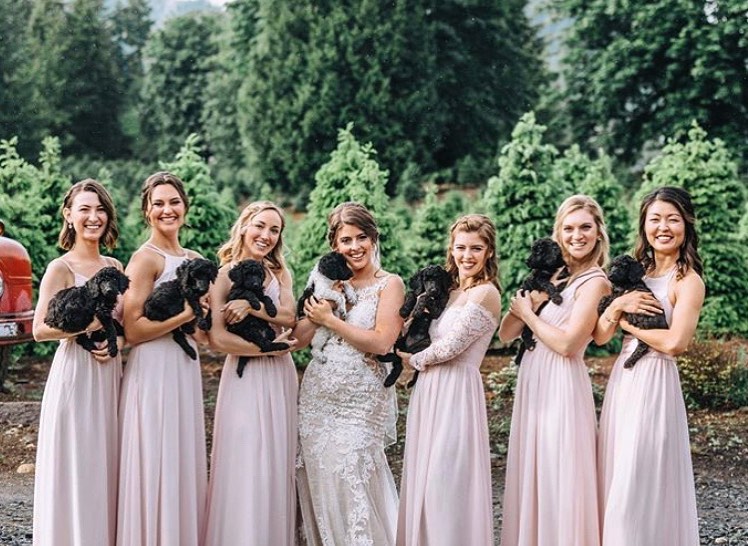 bridal party carrying puppies instead of bouquets 