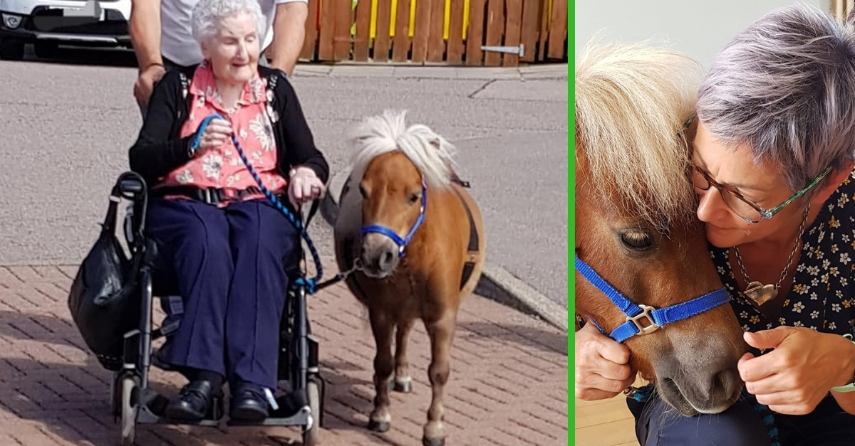 A couple brings therapy ponies to hospice care places to help patients with dementia