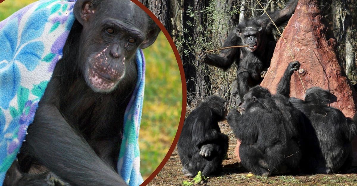 The World's Smartest Chimpanzee Has Died