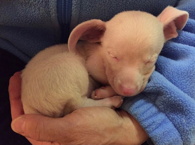 Piglet the puppy in his new parent's hands.