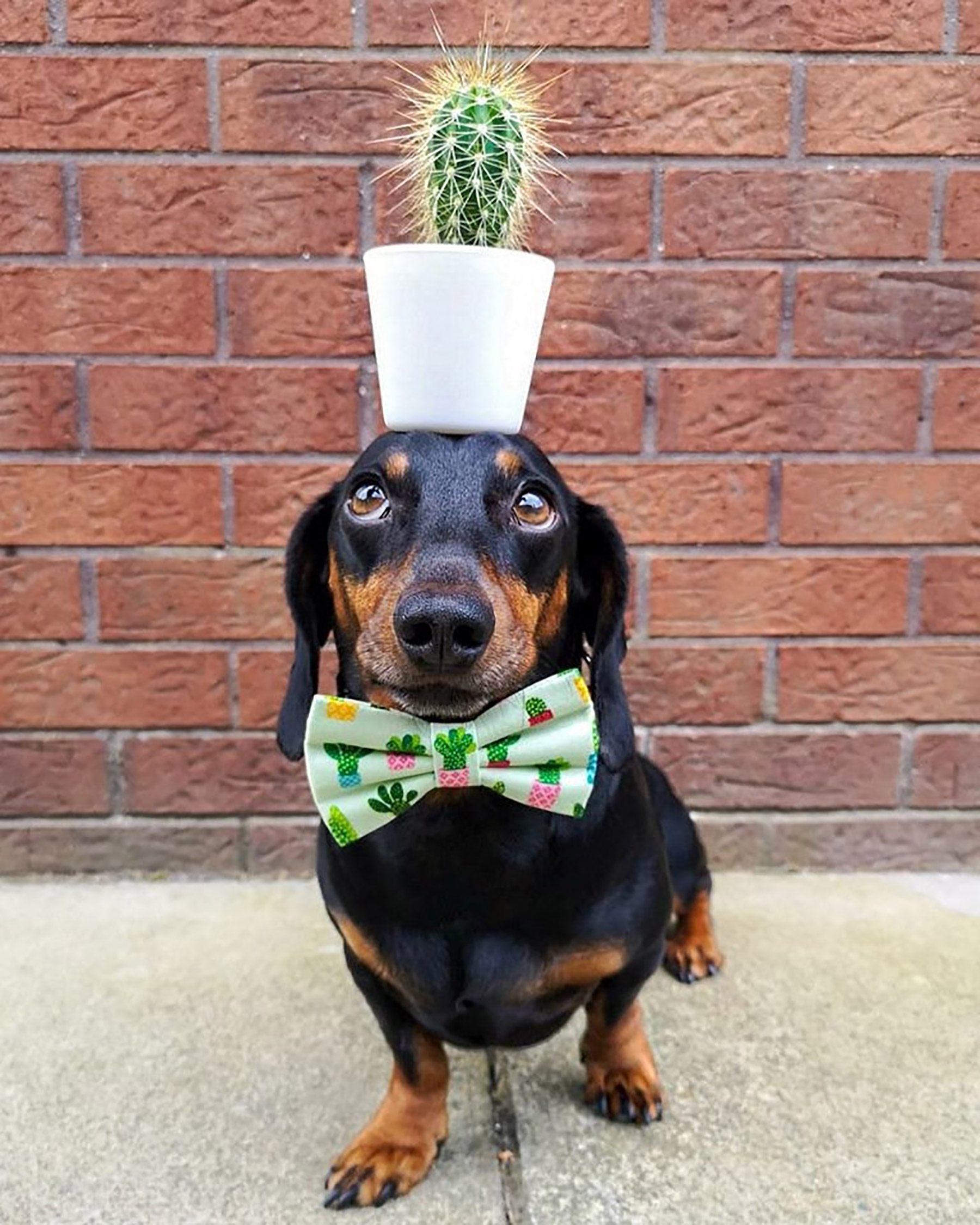 dog can balance items on his head
