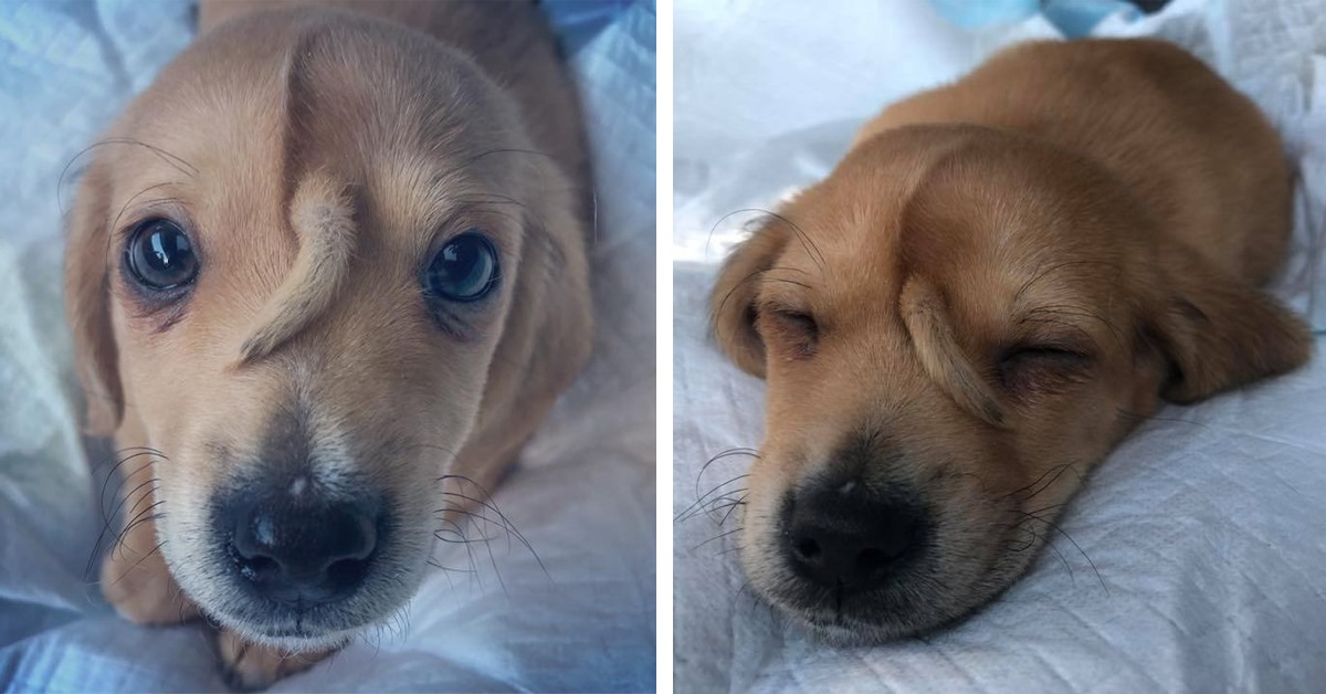 puppy with a second tail on his face narwhal 