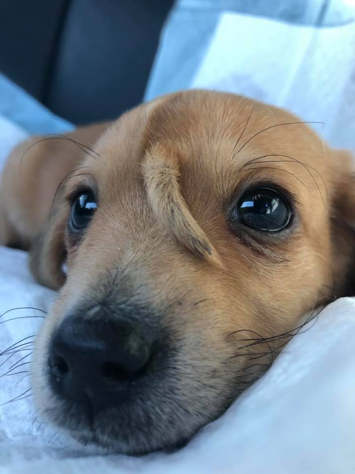 narwhal the puppy with a second tail on his face 