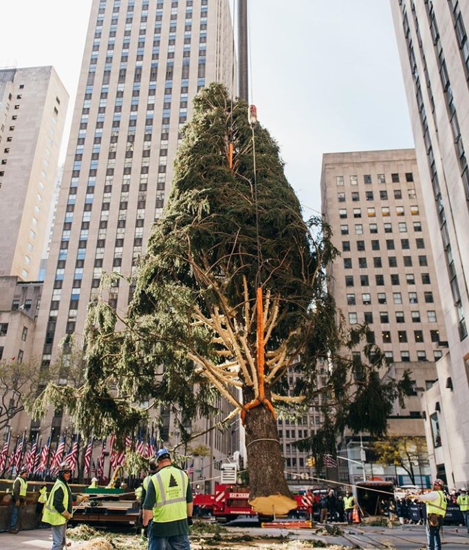 rockefeller center christmas tree 