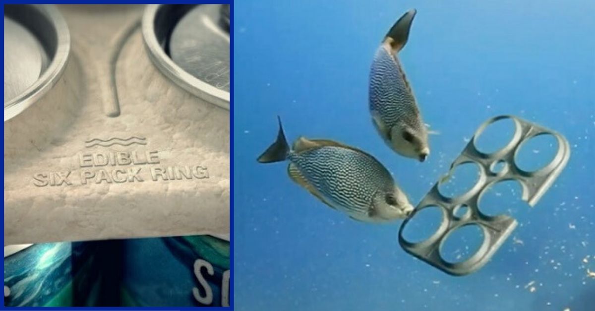 Beer Company Creates Edible Six-Pack Rings That Feed Marine Life