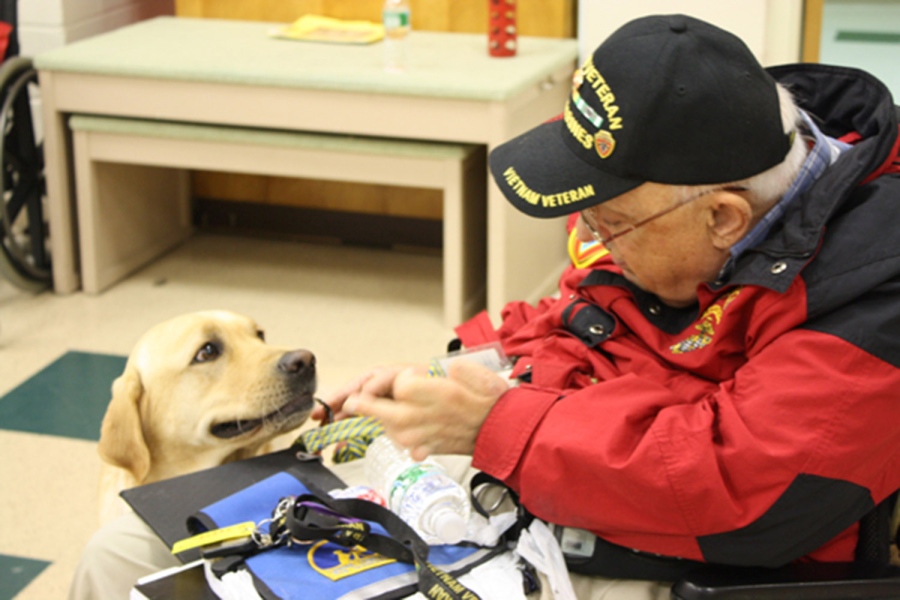 new bill may cover cost of service dogs for veterans with PTSD