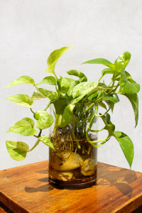 Golden pothos is a houseplant that keeps the air healthy after using chemicals