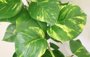 The big, green leaves of philodendron offer an easy way to keep after a healthy houseplant