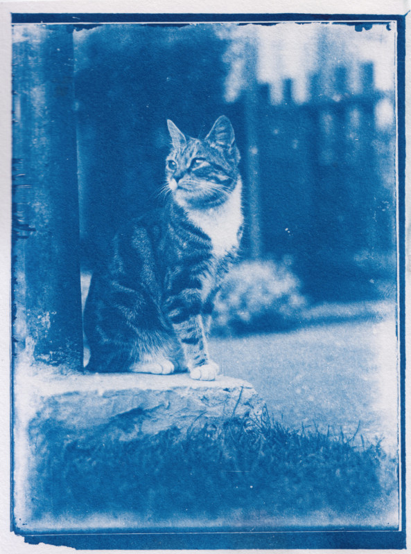 man develops 120-year-old cat photos found in time capsule