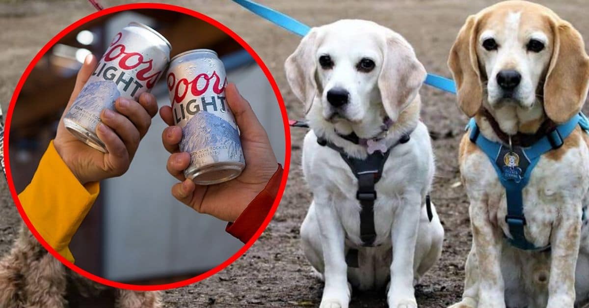 Coors Light To Cover $100 Worth Of Dog Adoption Fees Across The Country