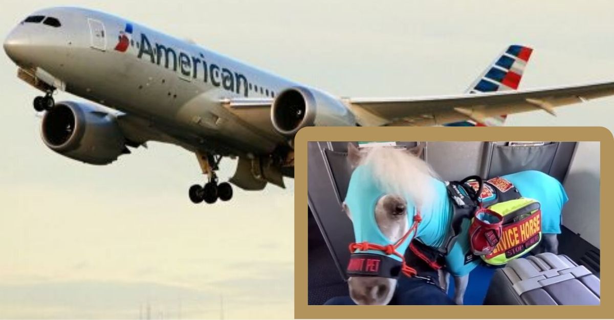 Woman Brings Mini Service Horse On Flight While DOT Considers Banning Them