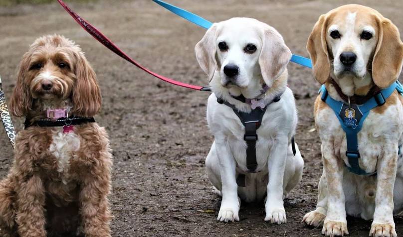 coors light covering dog adoption fees