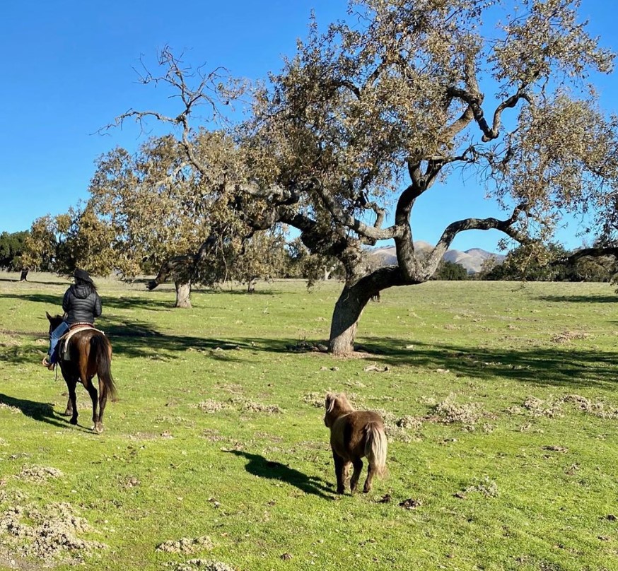 shannen doherty riding horse