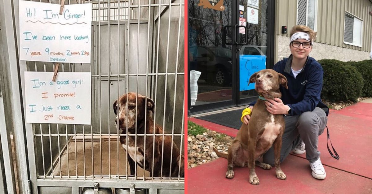 Shelter dog named Ginger gets adopted after 7 years