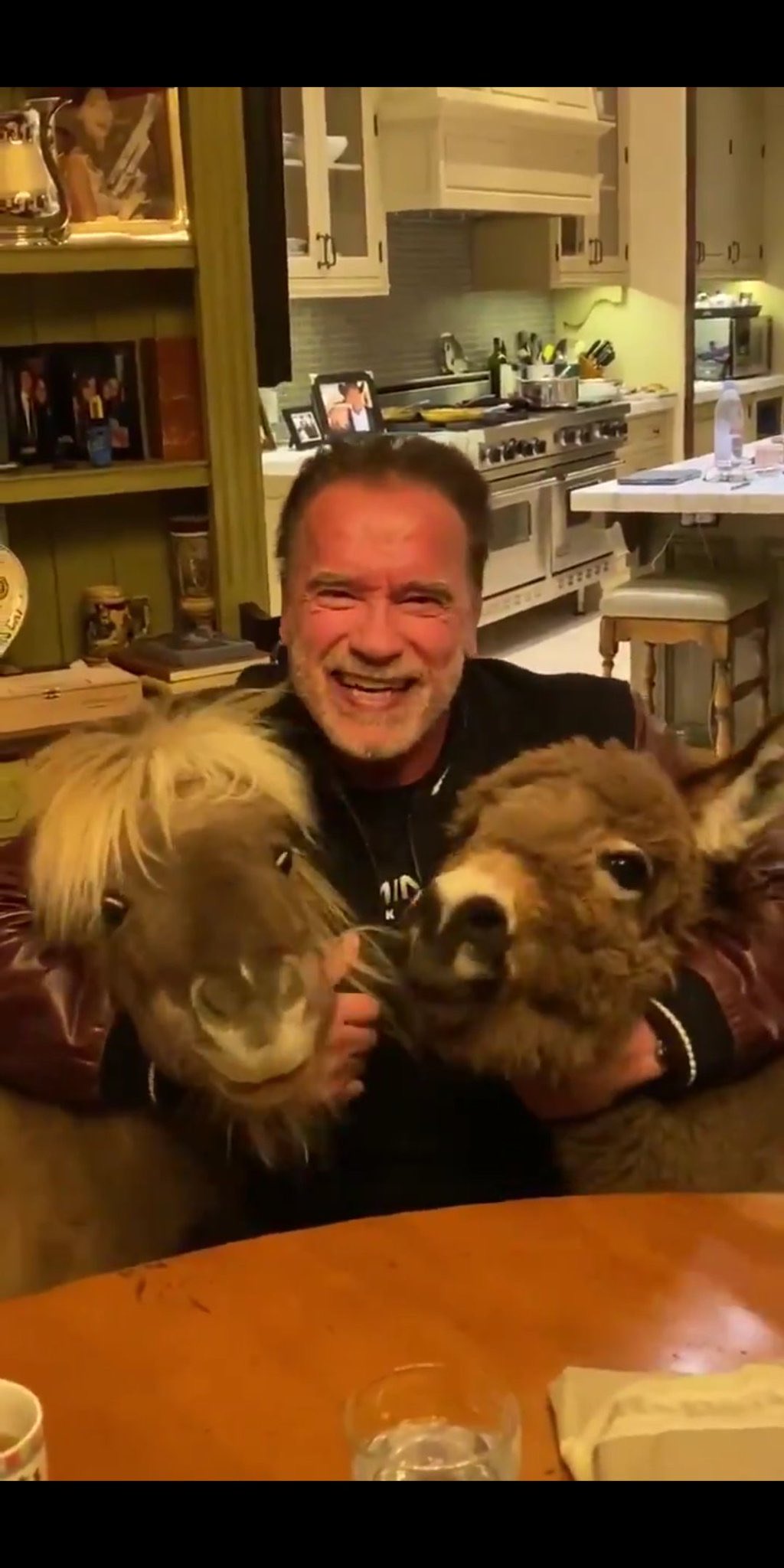 Arnold Schwarzenegger mini horse mini donkey