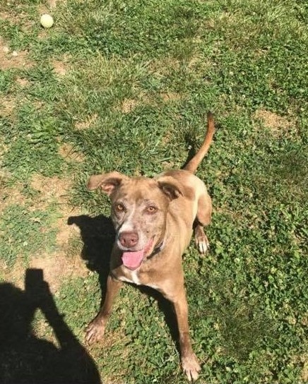 ginger playing outside