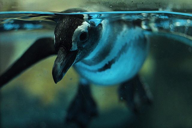 penguin swimming