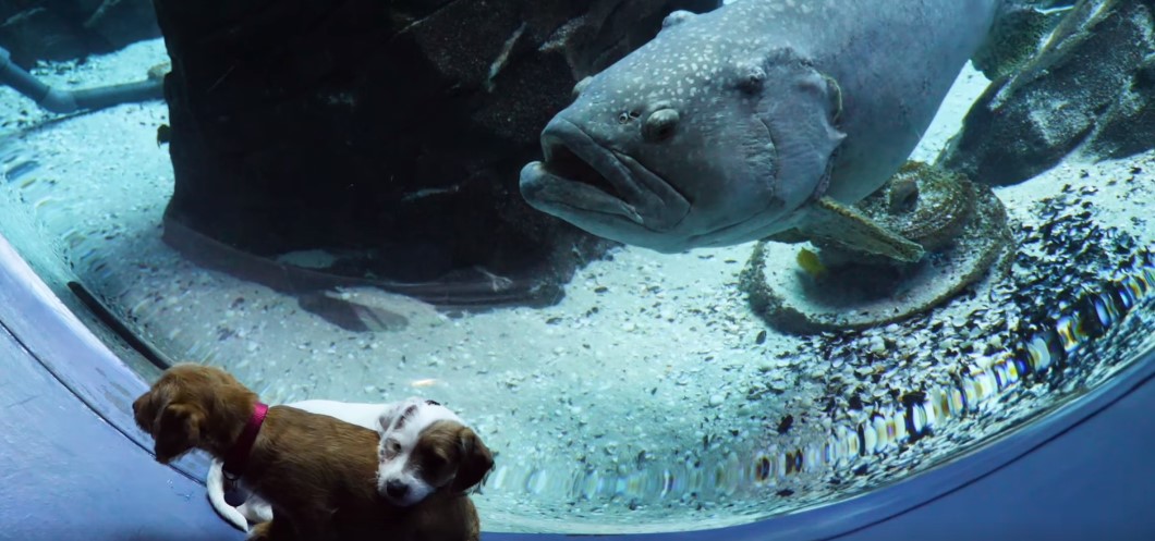puppies looking at fish in the aquarium 