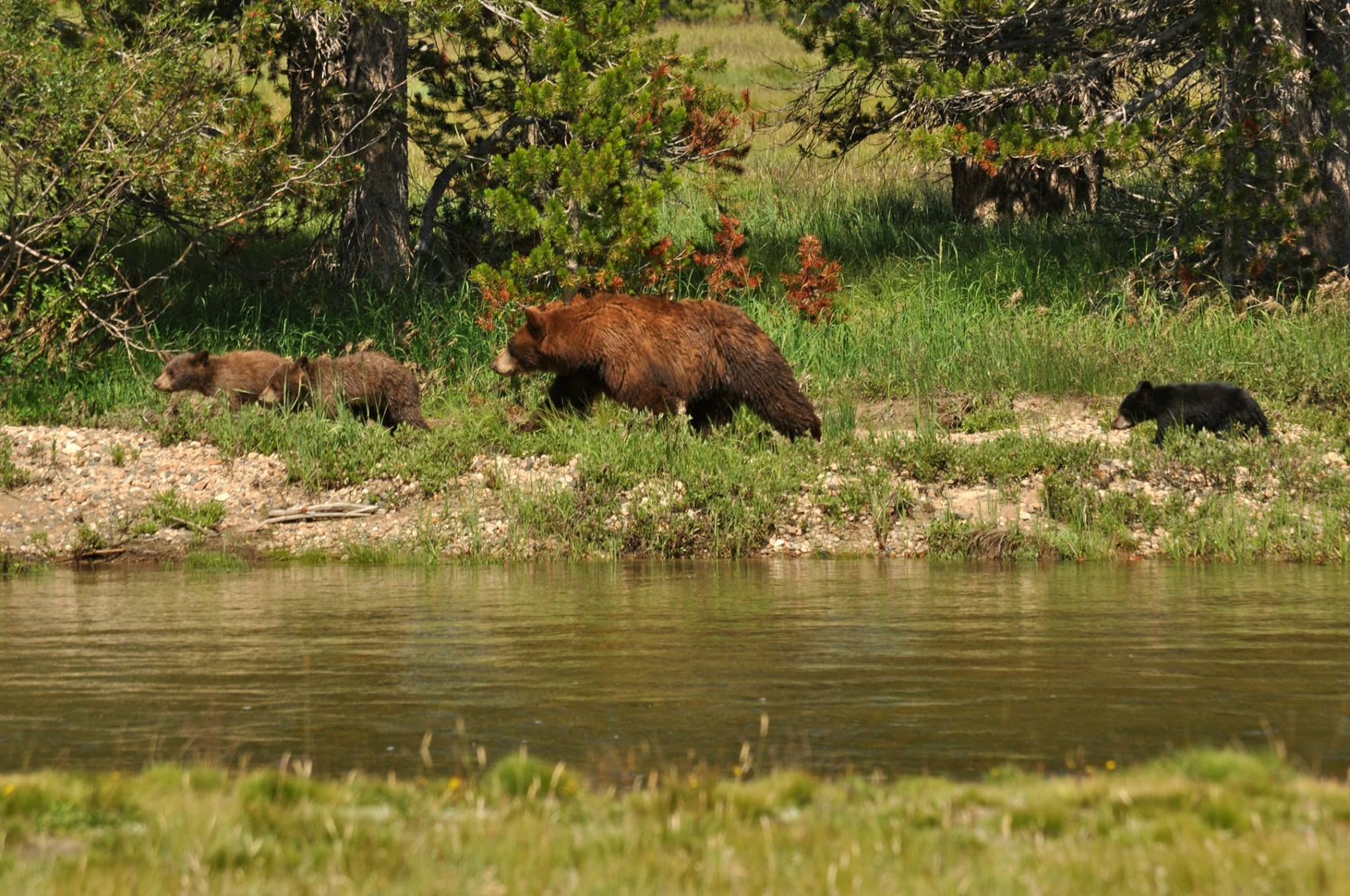 bears at yosemite 