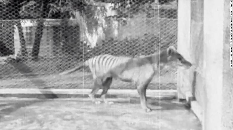 last known tasmanian tiger footage from 1935