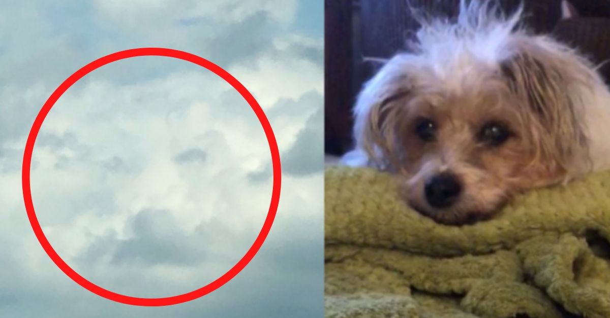 Woman Sees Her Dogs Face In The Clouds Just Hours After She Died