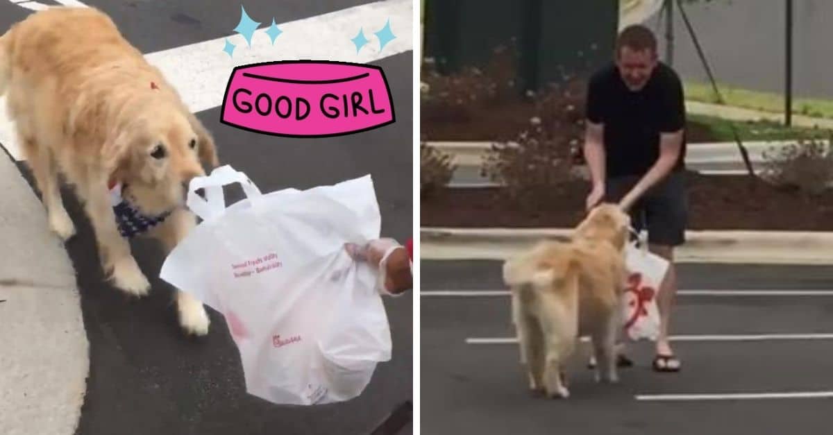 Dog delivers Chick fil A to owner in adorable viral video