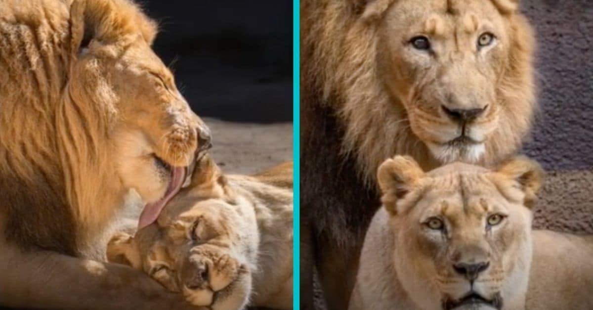 elderly lion couple put to sleep at the same time