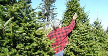 How to pick the perfect live Christmas tree