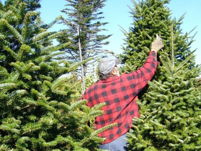 How to pick the perfect live Christmas tree