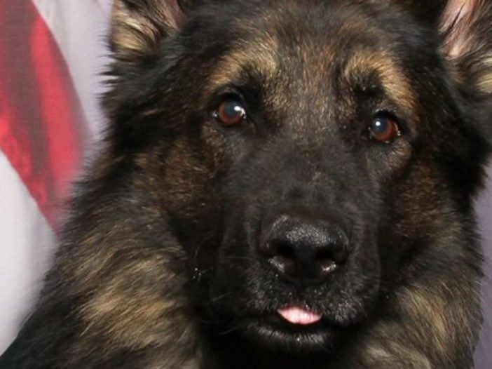 Police Dog Is Stealing Everyone's Hearts By Wearing Uniform For His Photo ID