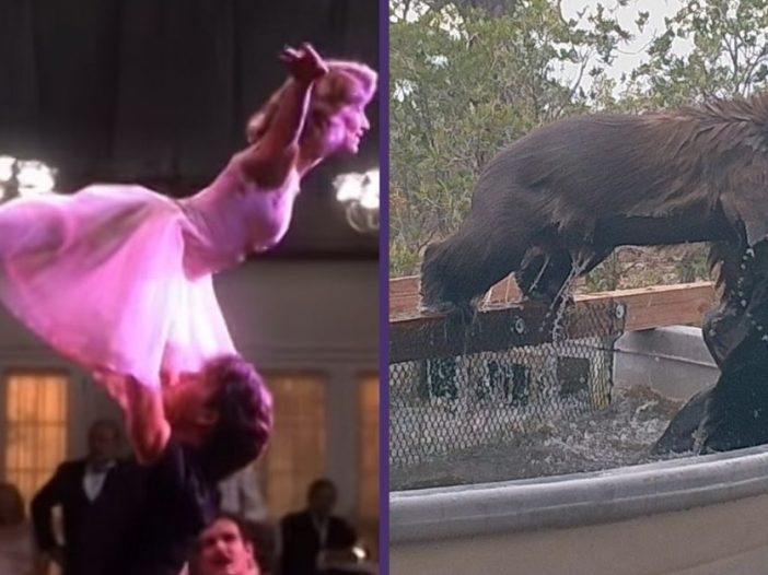 bears do dirty dancing lift