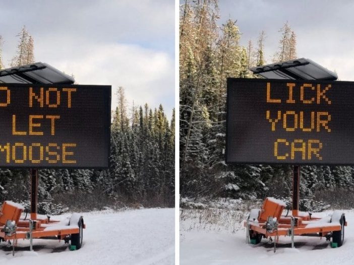 canadian officials urge drivers to not let moose lick their cars