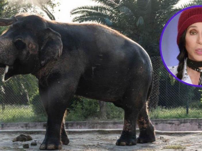 cher travels to pakistan to rescue world's loneliest elephant