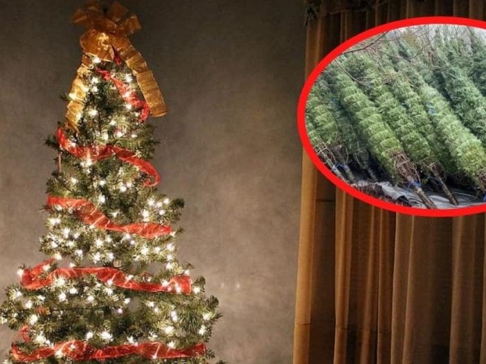 christmas tree shortage 2020